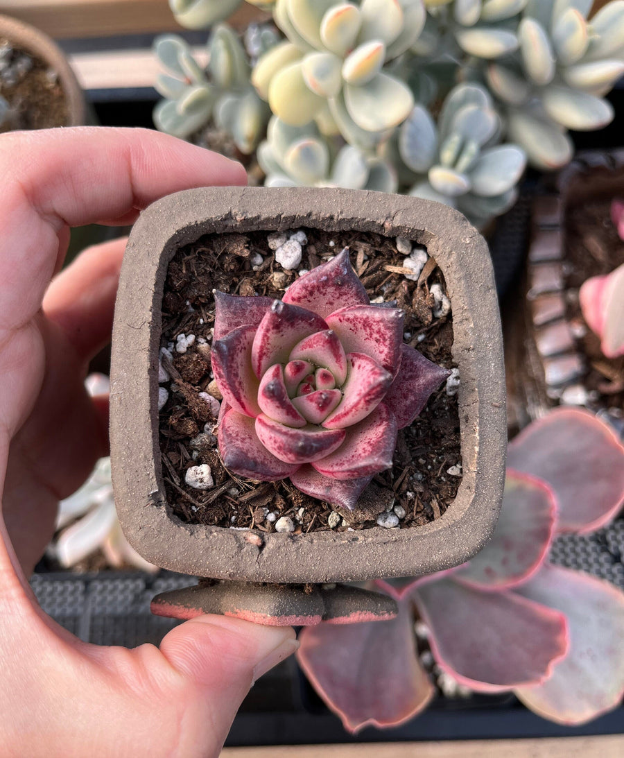 Rare Succulents - Echeveria Agavoides Romeo (1.5"-2") in small size