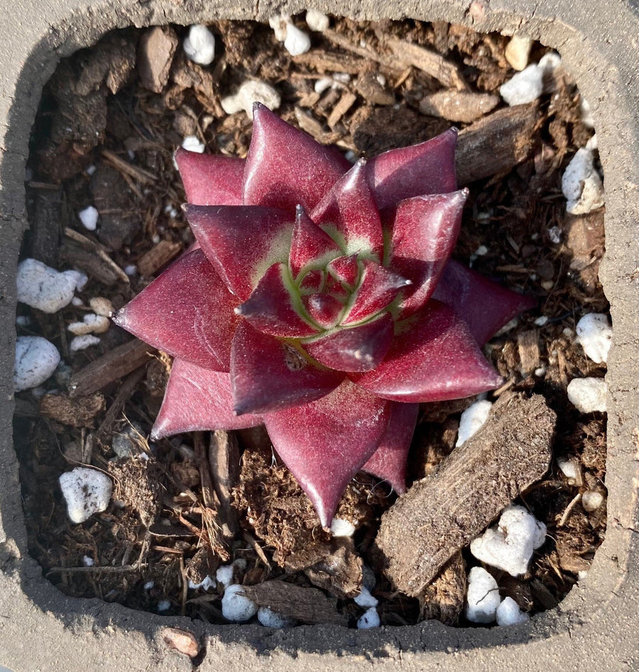 Rare Succulents - Echeveria Agavoides Rubin mini