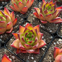 Rare Succulents - Echeveria Agavoides orange Ebony