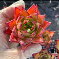 Rare Succulents - Echeveria Agavoides orange Ebony