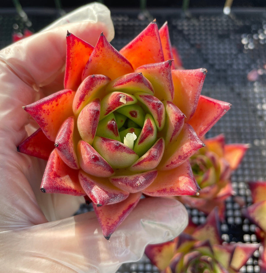 Rare Succulents - Echeveria Agavoides orange Ebony