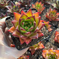 Rare Succulents - Echeveria Agavoides orange Ebony