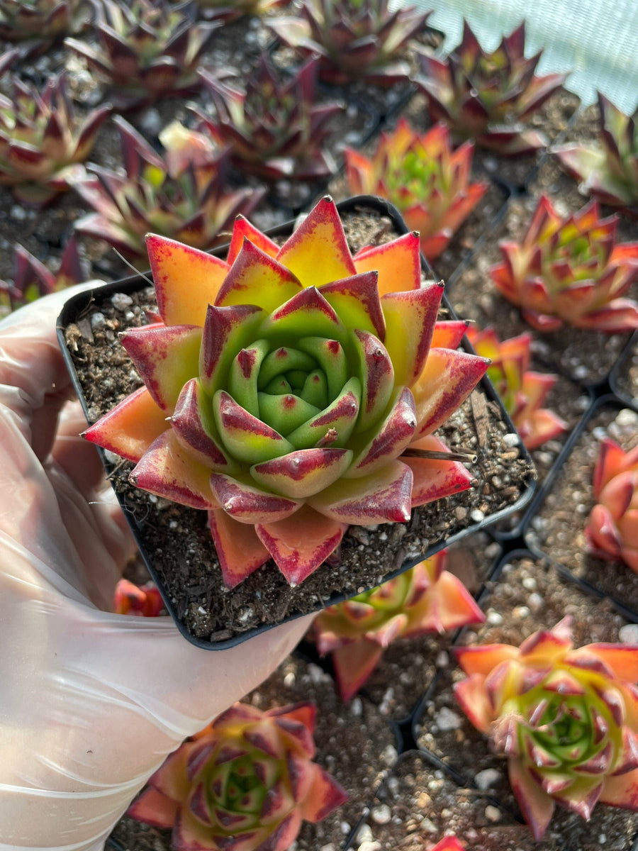 Rare Succulents - Echeveria Agavoides orange Ebony