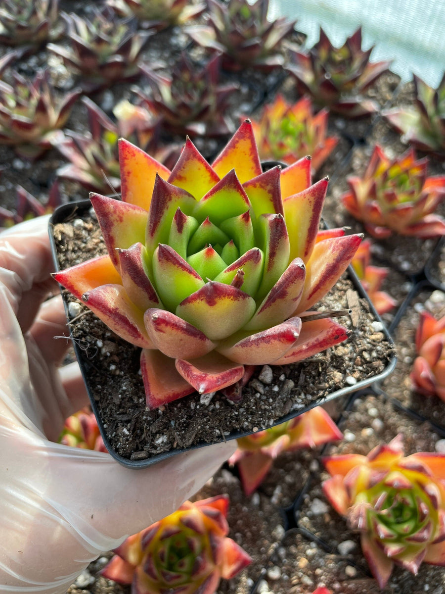 Rare Succulents - Echeveria Agavoides orange Ebony