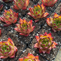 Rare Succulents - Echeveria Agavoides orange Ebony