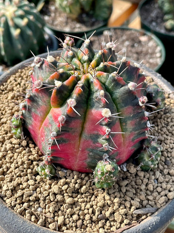 Rare Cactus - Gymnocalycium Mihanovichii Variegata