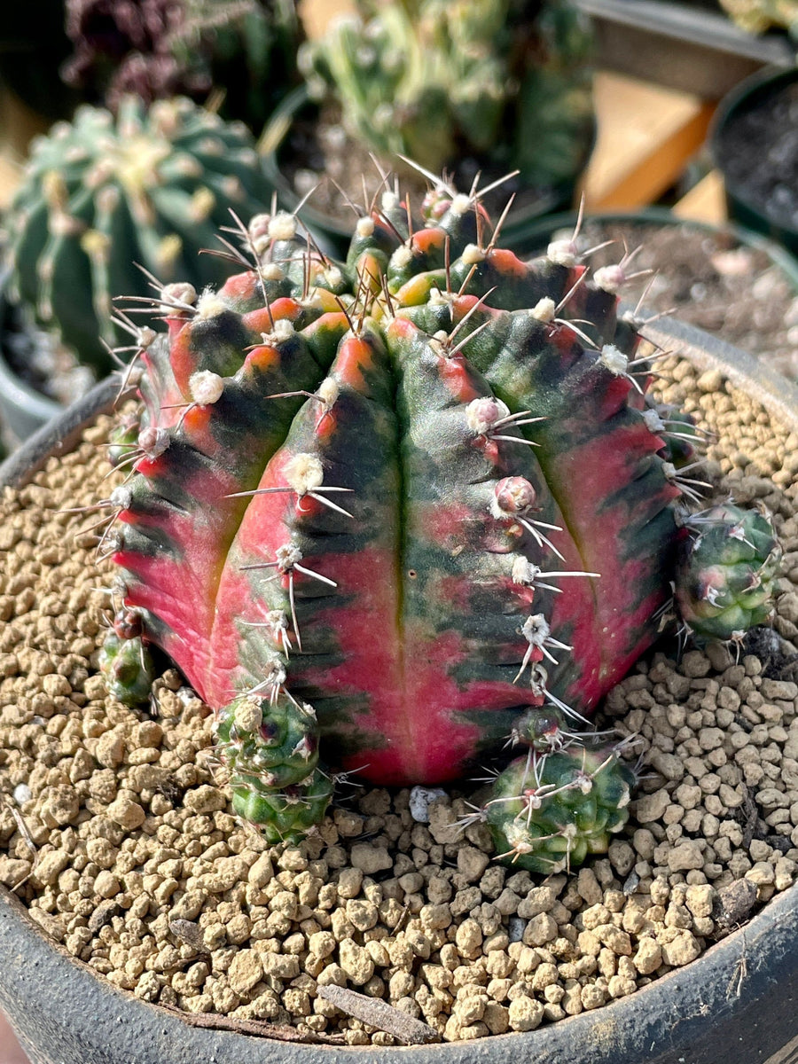 Rare Cactus - Gymnocalycium Mihanovichii Variegata