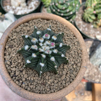 Rare Cactus - Gymnocalycium Mihanovichii LB2178