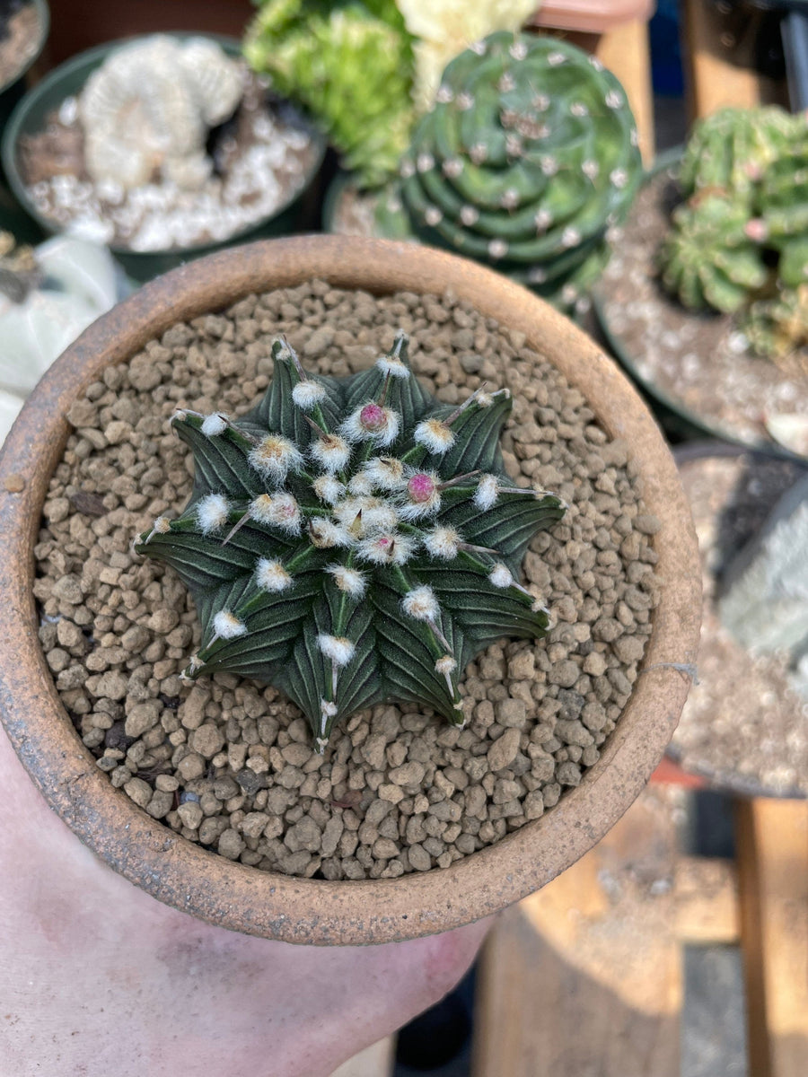 Rare Cactus - Gymnocalycium Mihanovichii LB2178