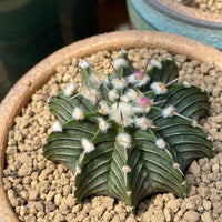 Rare Cactus - Gymnocalycium Mihanovichii LB2178