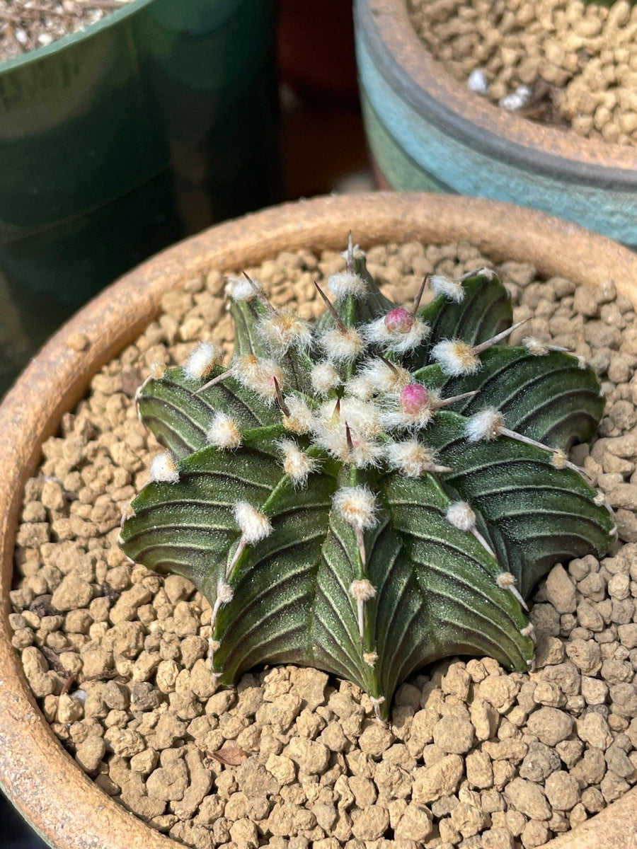 Rare Cactus - Gymnocalycium Mihanovichii LB2178