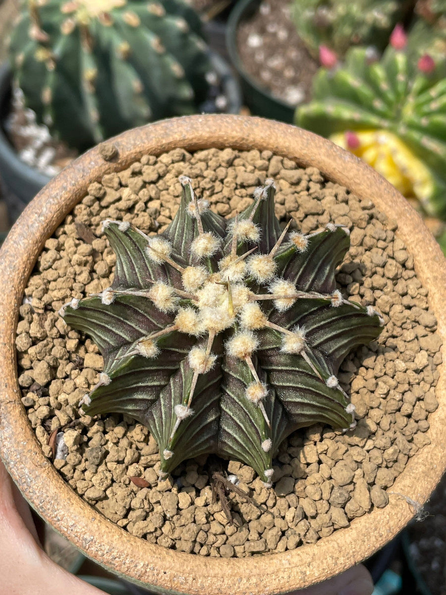 Rare Cactus - Gymnocalycium Mihanovichii LB2178