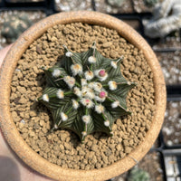 Rare Cactus - Gymnocalycium Mihanovichii LB2178