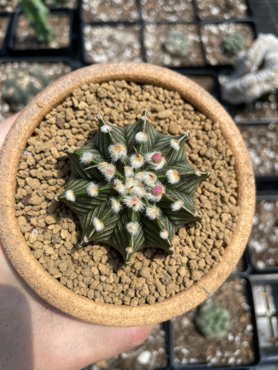 Rare Cactus - Gymnocalycium Mihanovichii LB2178