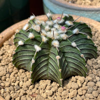 Rare Cactus - Gymnocalycium Mihanovichii LB2178