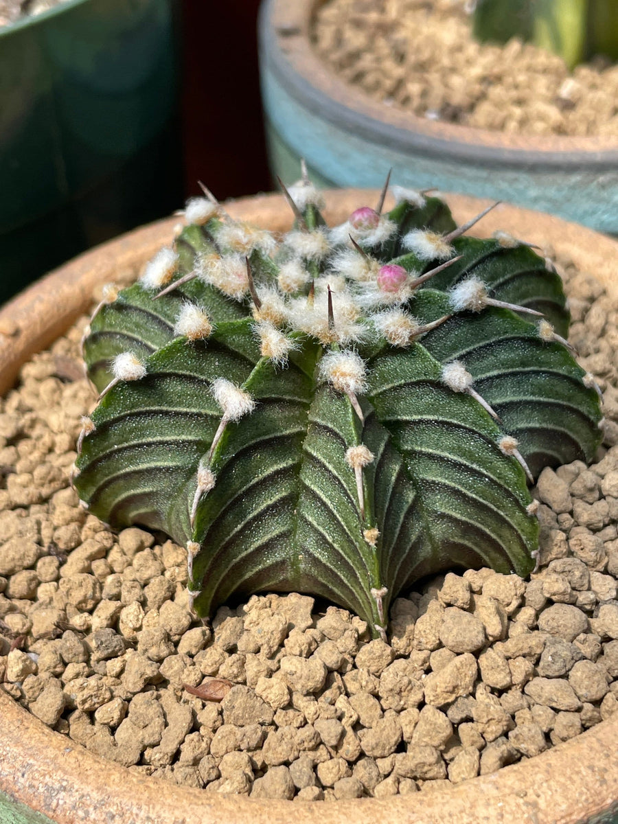 Rare Cactus - Gymnocalycium Mihanovichii LB2178