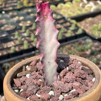 Rare Euphorbia - Euphorbia Lactea ghost Variegata pink