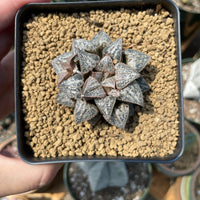 Rare Succulents - Haworthia Splendens “Yuki Keshiki”