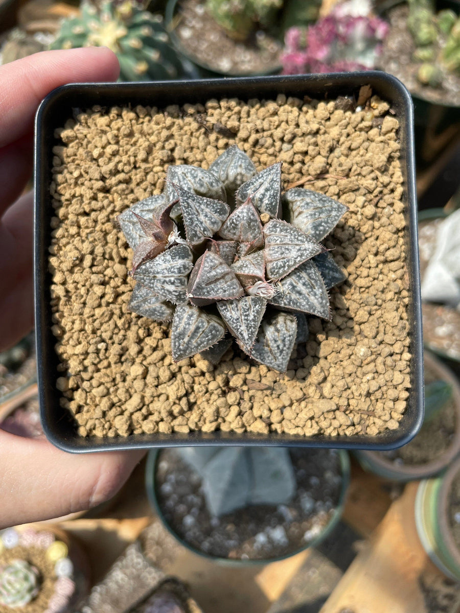 Rare Succulents - Haworthia Splendens “Yuki Keshiki”