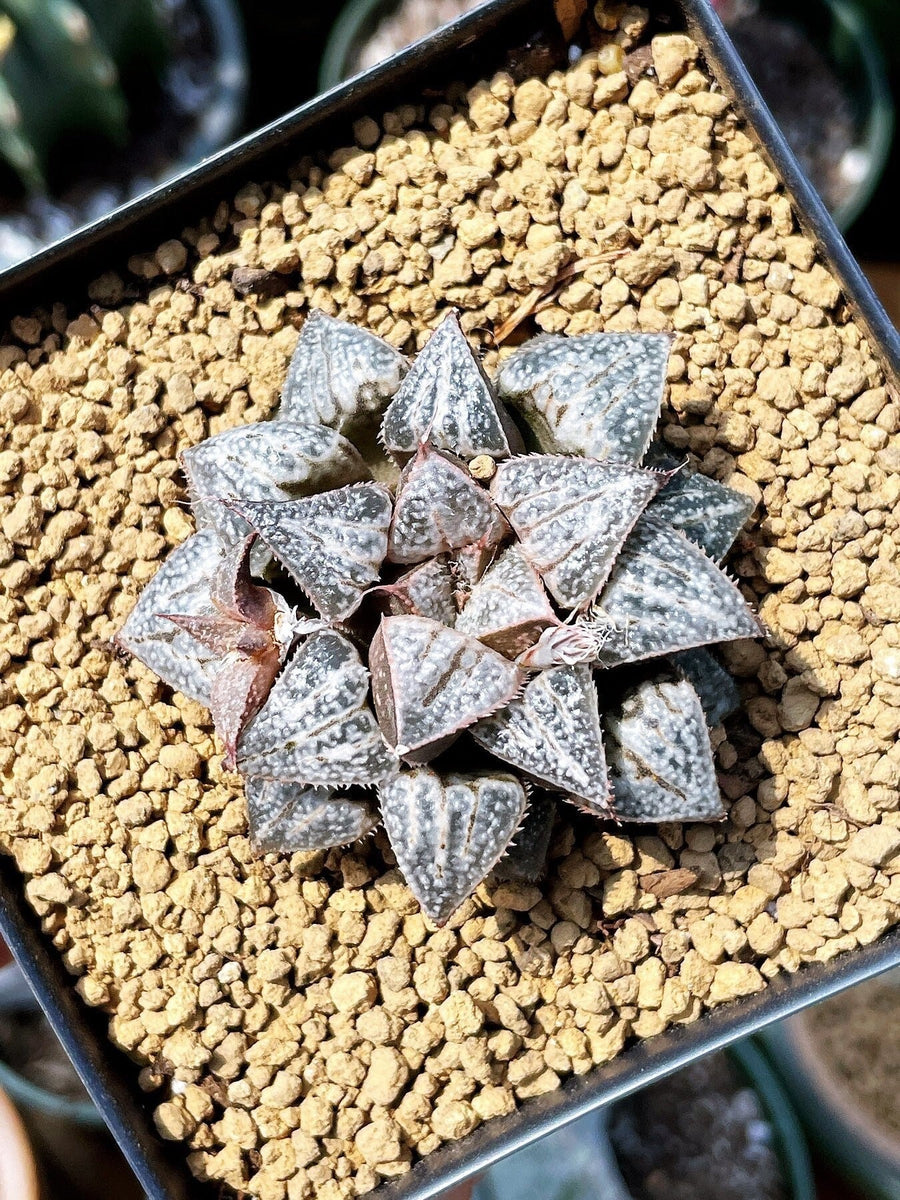 Rare Succulents - Haworthia Splendens “Yuki Keshiki”