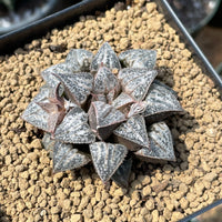 Rare Succulents - Haworthia Splendens “Yuki Keshiki”