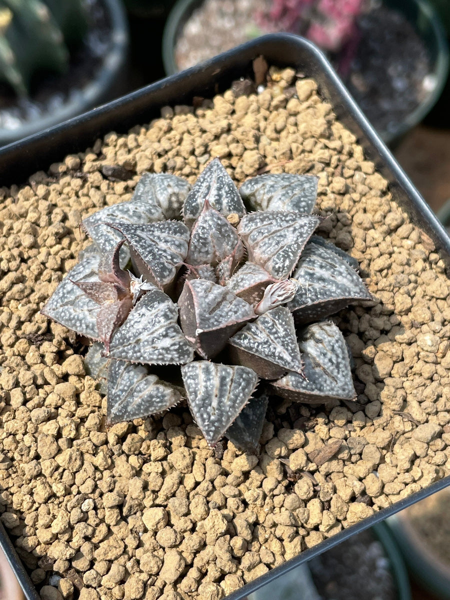 Rare Succulents - Haworthia Splendens “Yuki Keshiki”