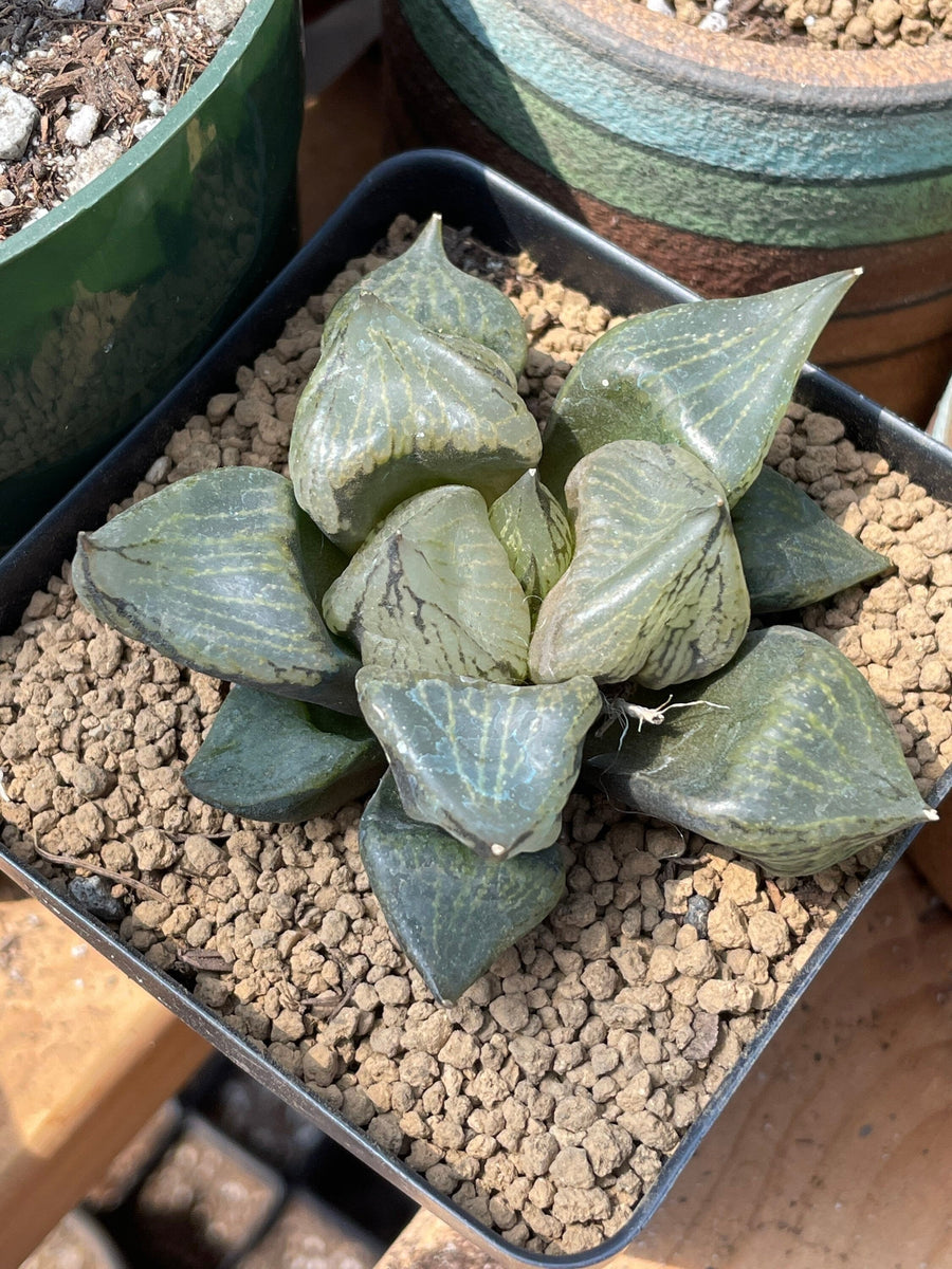 Rare Succulents - Haworthia Emelyae var. Comptoniana 'Urahannya' (2.5-3”）