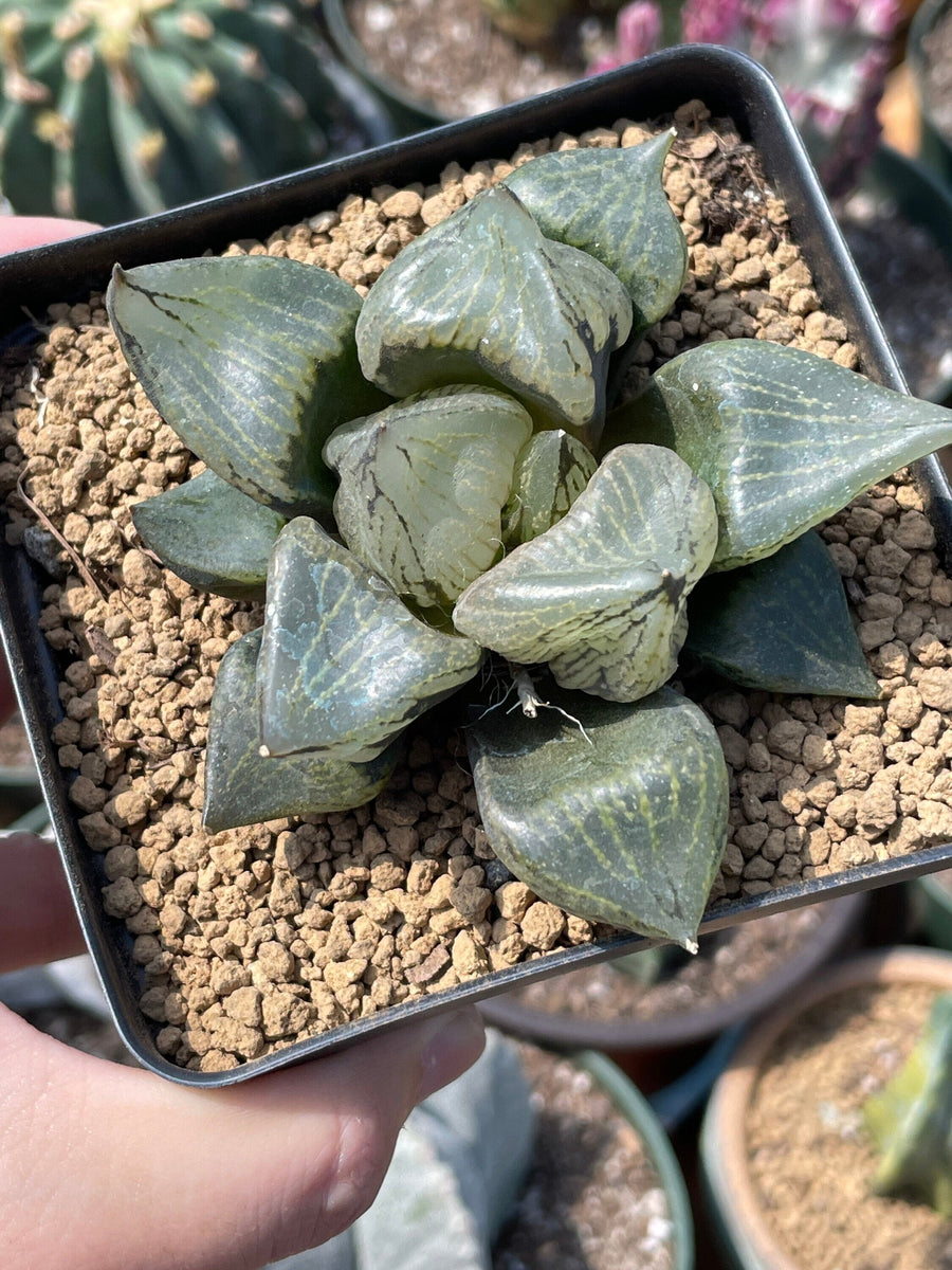 Rare Succulents - Haworthia Emelyae var. Comptoniana 'Urahannya' (2.5-3”）