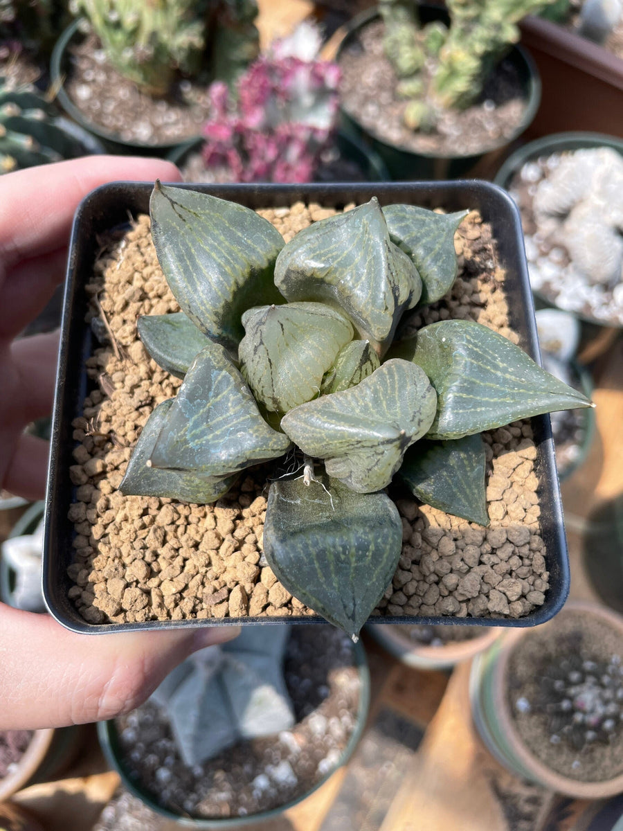 Rare Succulents - Haworthia Emelyae var. Comptoniana 'Urahannya' (2.5-3”）