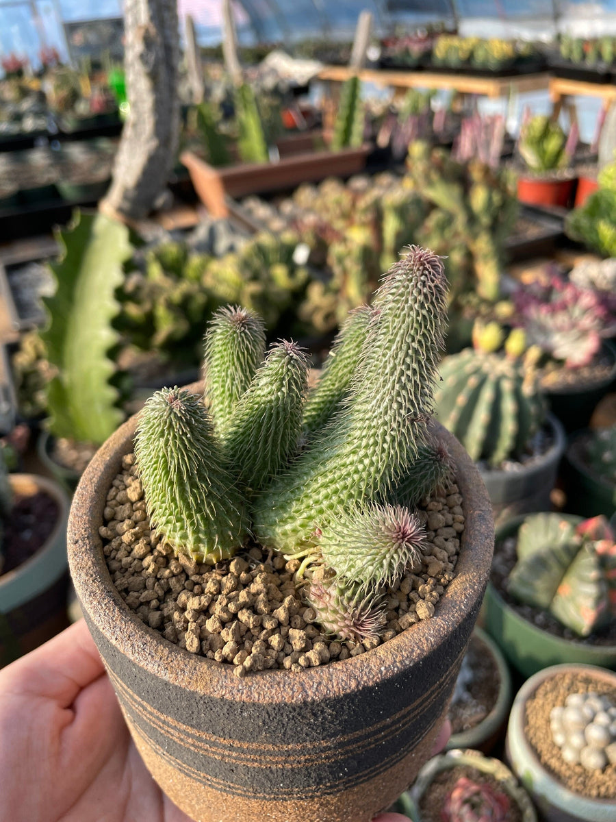 Rare Succulents - Huernia pillansii (2”-3”)