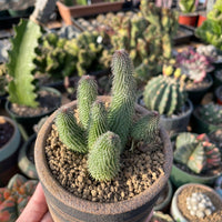 Rare Succulents - Huernia pillansii (2”-3”)