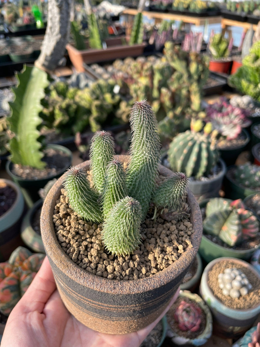 Rare Succulents - Huernia pillansii (2”-3”)