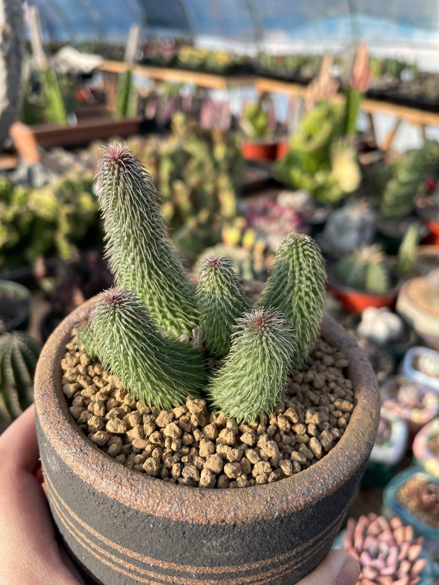 Rare Succulents - Huernia pillansii (2”-3”)