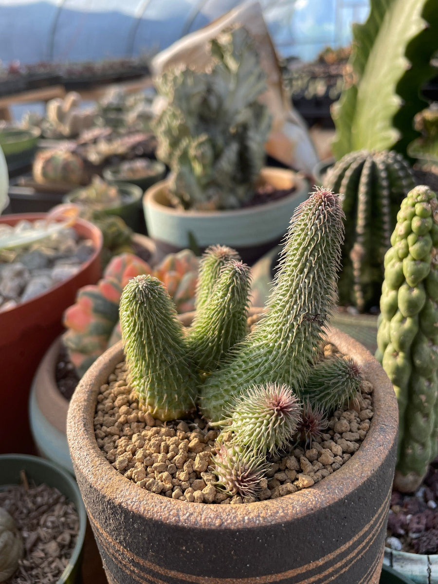 Rare Succulents - Huernia pillansii (2”-3”)