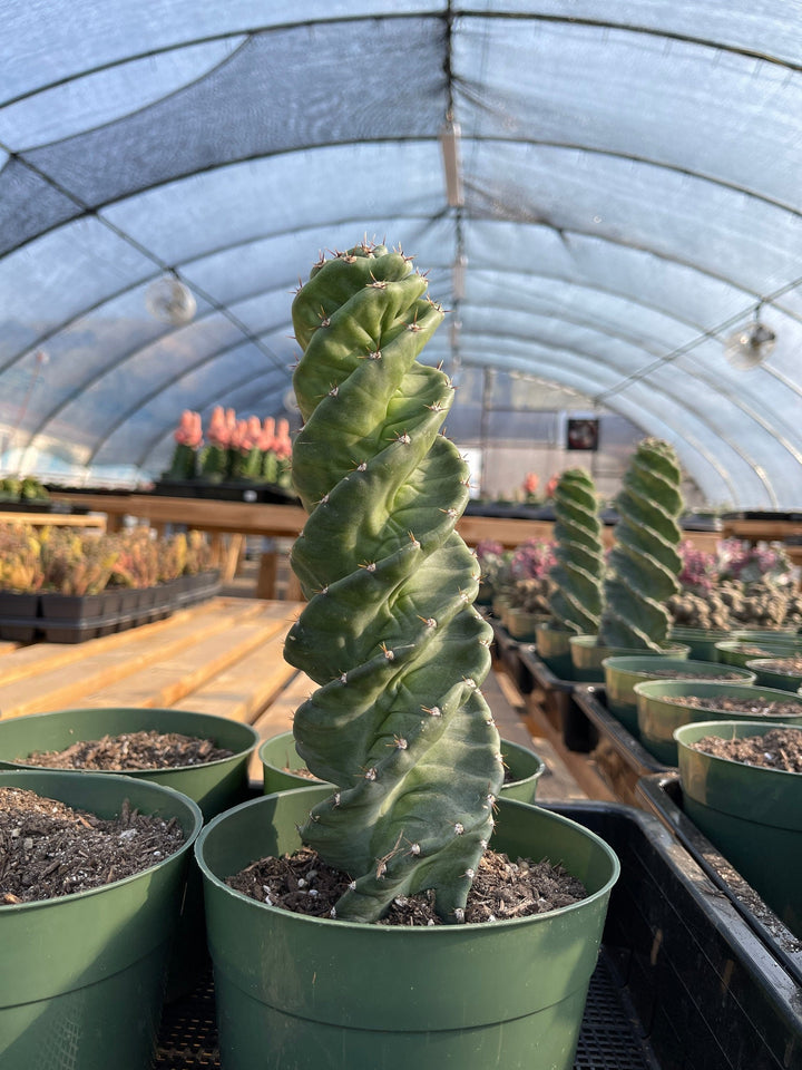 Rare Cactus - Cereus Validus Spiralis (12"-15" tall)