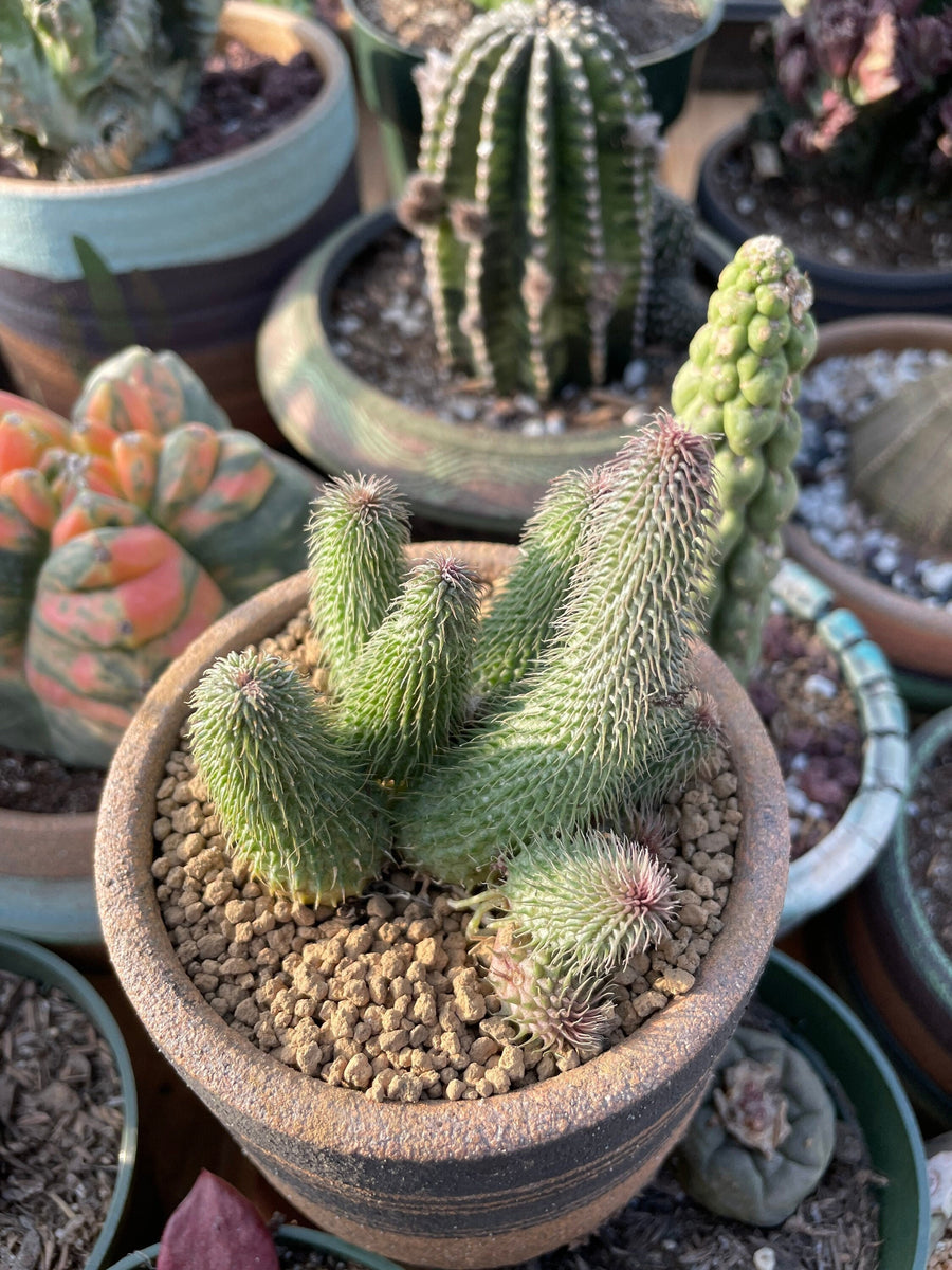 Rare Succulents - Huernia pillansii (2”-3”)