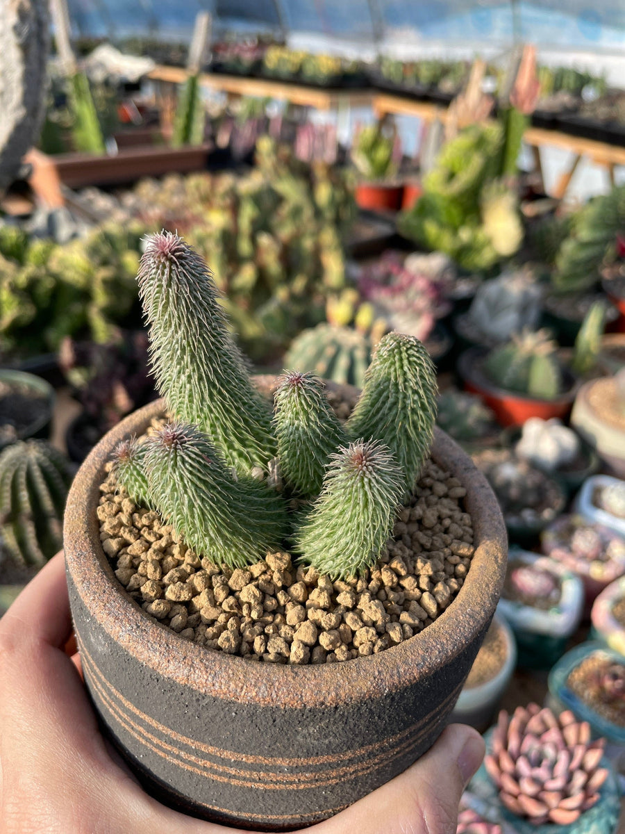 Rare Succulents - Huernia pillansii (2”-3”)