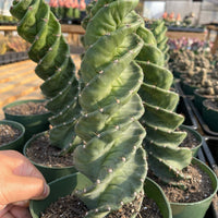 Rare Cactus - Cereus Validus Spiralis (12&quot;-15&quot; tall)