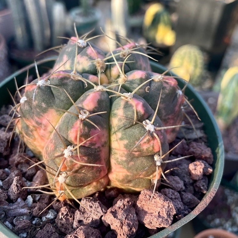 Rare Succulents - Gymnocalycium horstii Variegata (2.5”-3”)