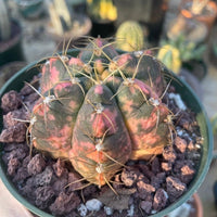 Rare Succulents - Gymnocalycium horstii Variegata (2.5”-3”)