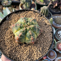 Rare Succulents - Gymnocalycium horstii Variegata (2.5”-3”)