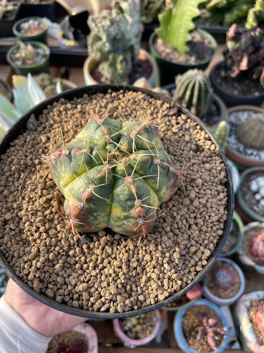 Rare Succulents - Gymnocalycium horstii Variegata (2.5”-3”)