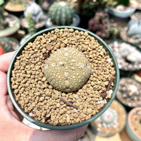 Rare Succulents - Pseudolithos Migiurtinus (1.5”)