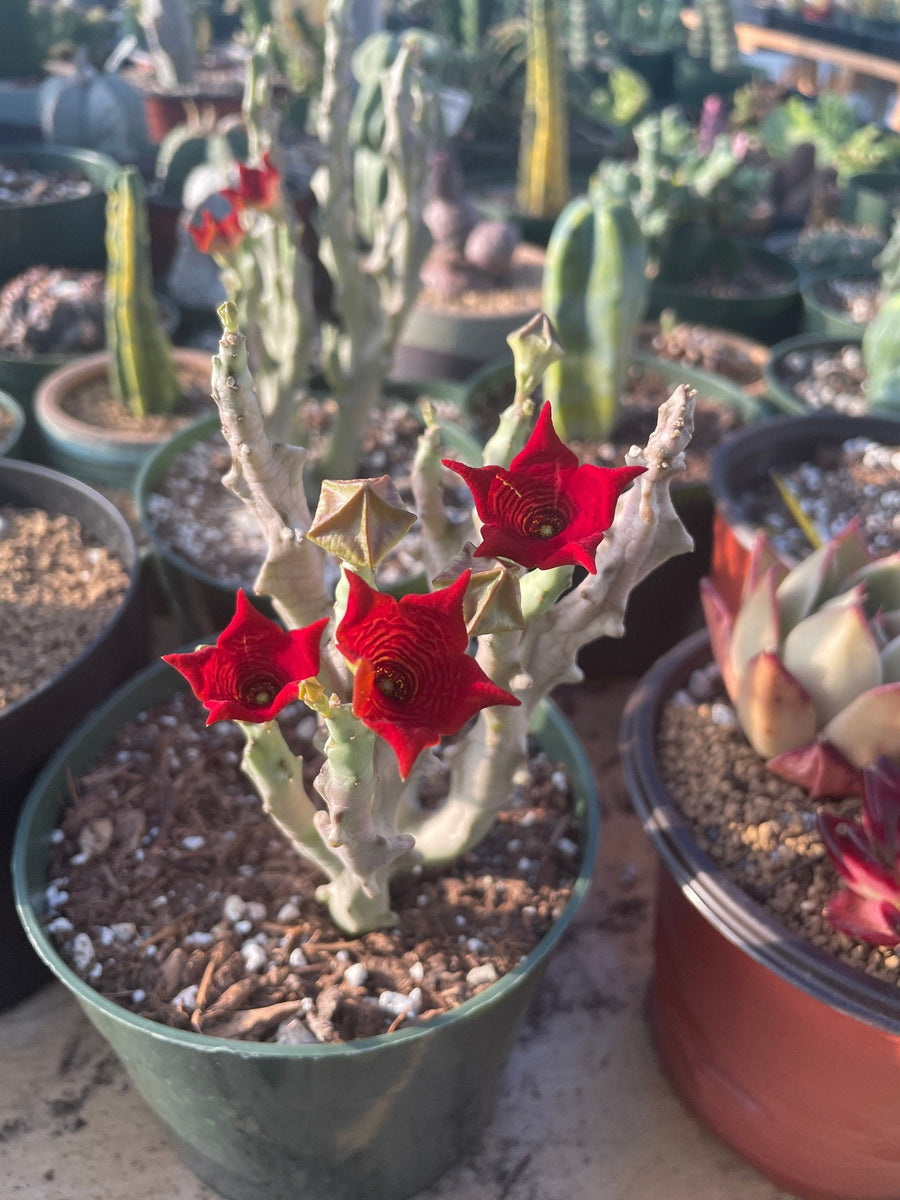 Rare Succulents - Caralluma Socotrana