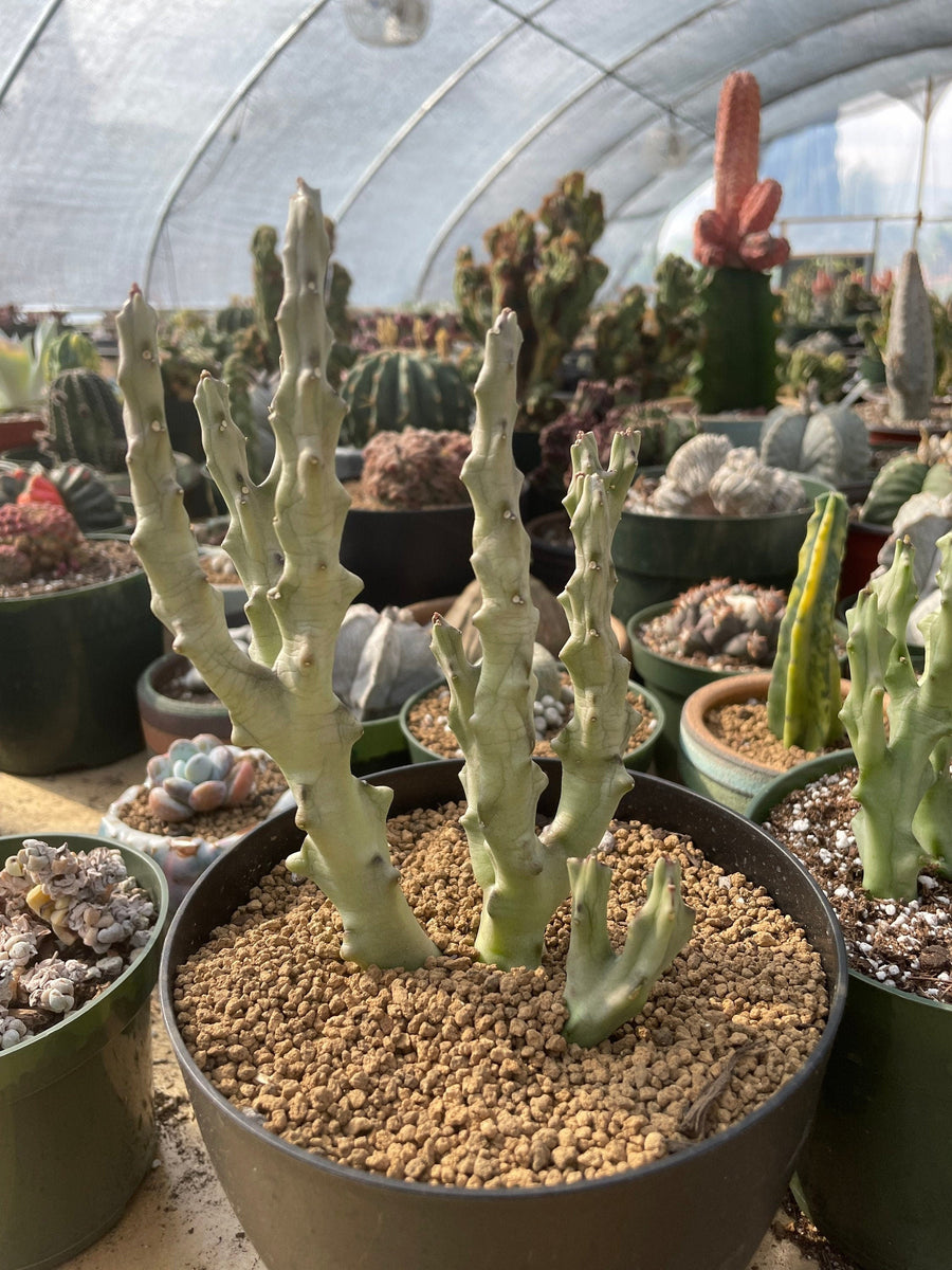 Rare Succulents - Caralluma Socotrana