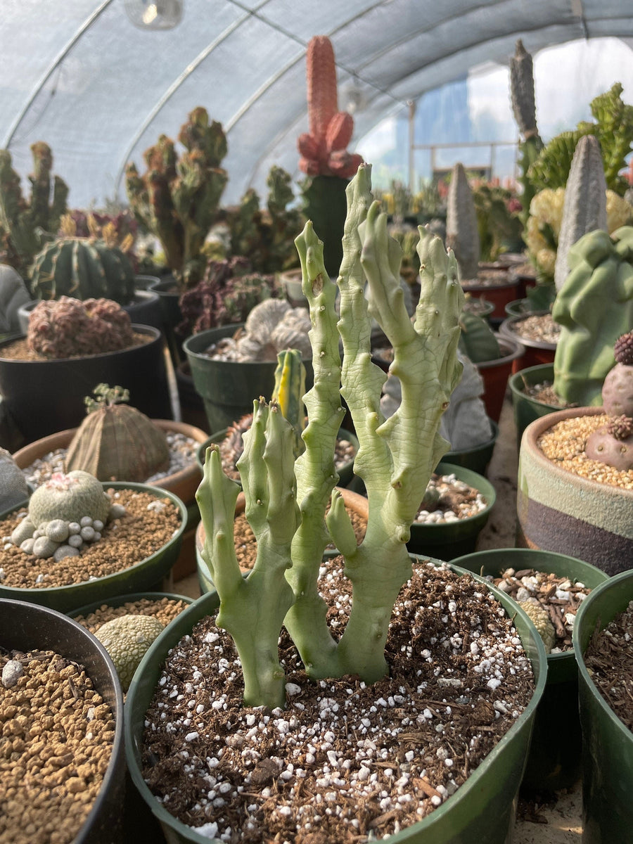 Rare Succulents - Caralluma Socotrana