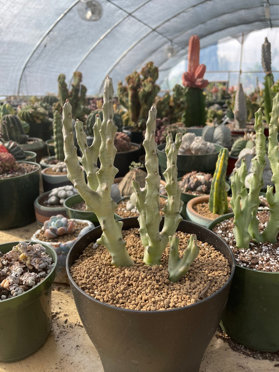 Rare Succulents - Caralluma Socotrana