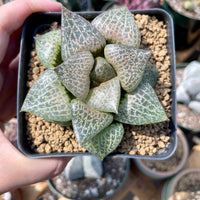 Rare Succulents - Haworthia Comptoniana Hakugei (3.5”)