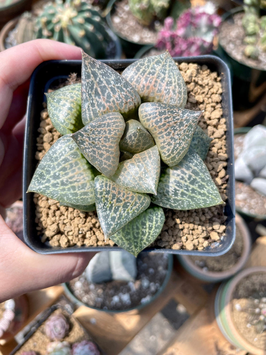 Rare Succulents - Haworthia Comptoniana Hakugei (3.5”)