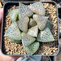 Rare Succulents - Haworthia Comptoniana Hakugei (3.5”)